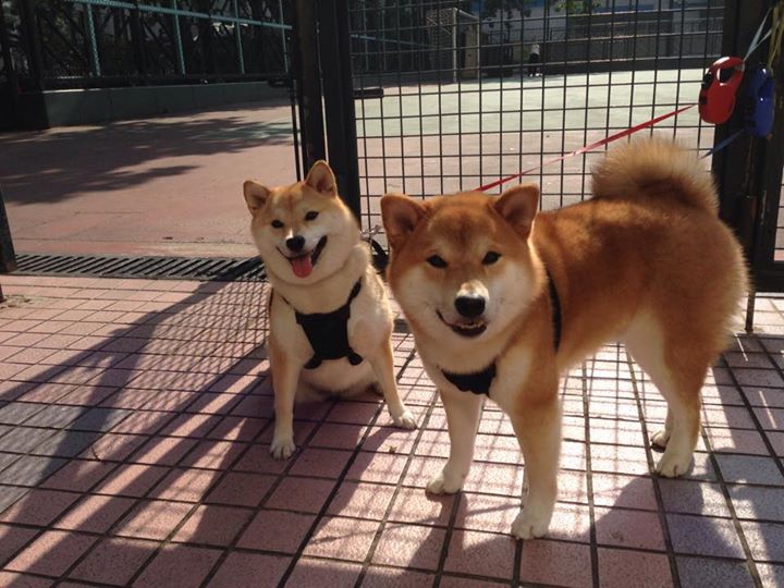 武切维奇化身攻城锤，骑士内线巨兽彻底轰塌火箭防线