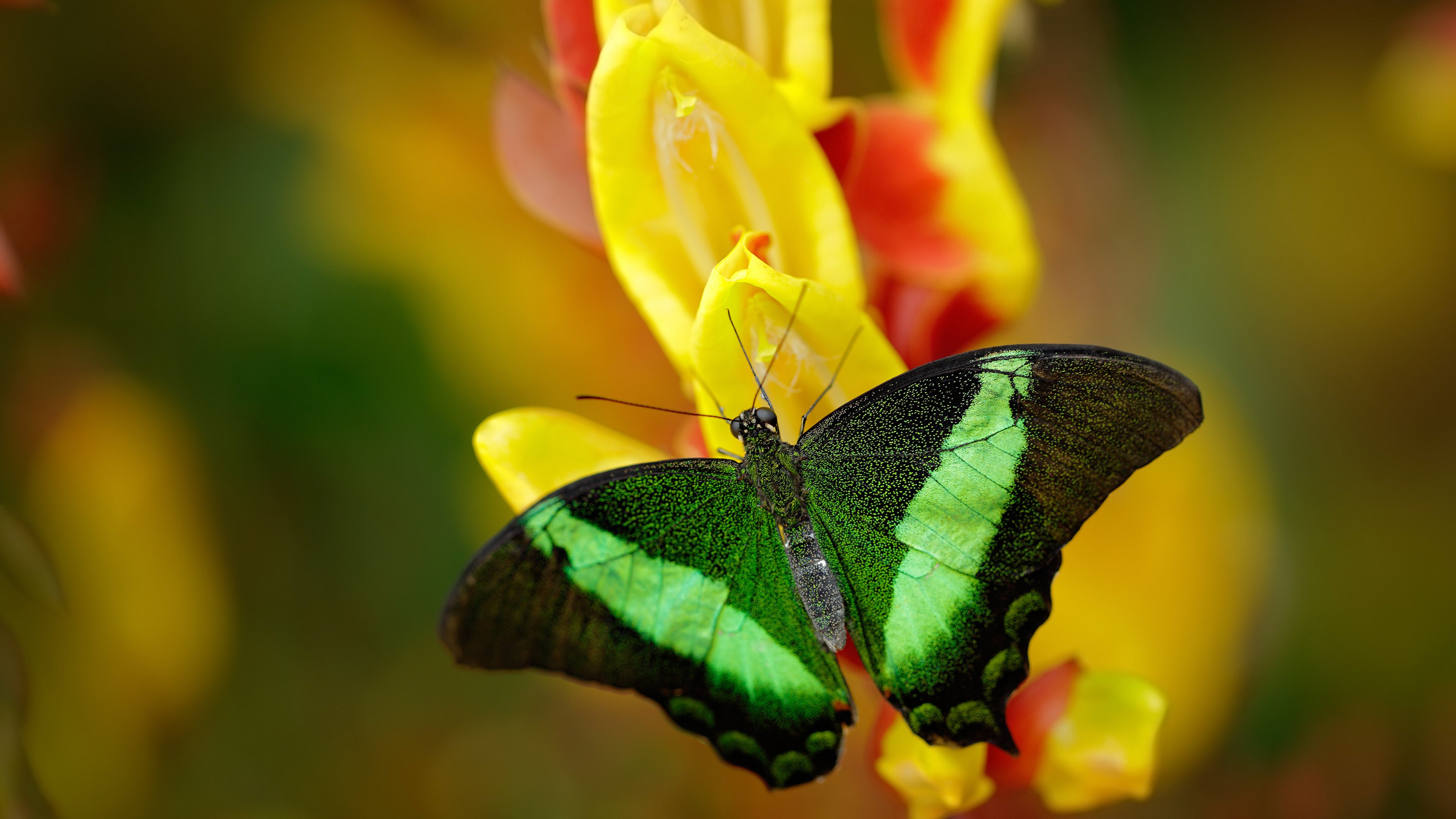 终场哨响，智利强行终结威尔士童话，内马尔化身局外的关键先生