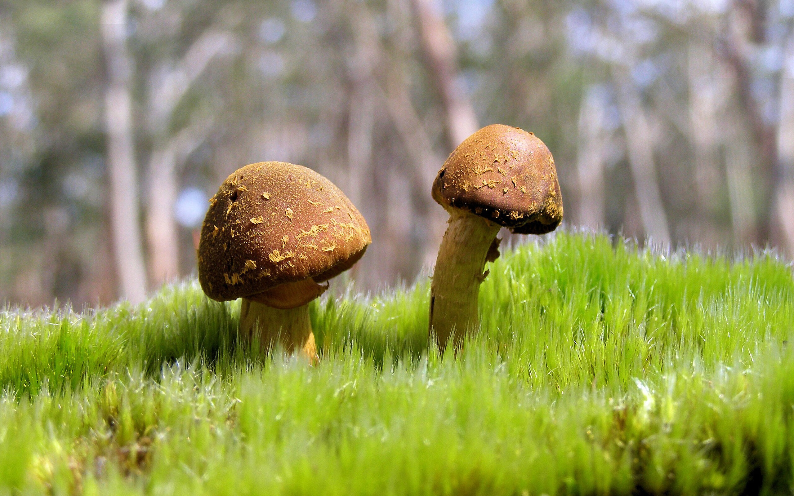 绝境之光，戈麦斯与命运的三分钟